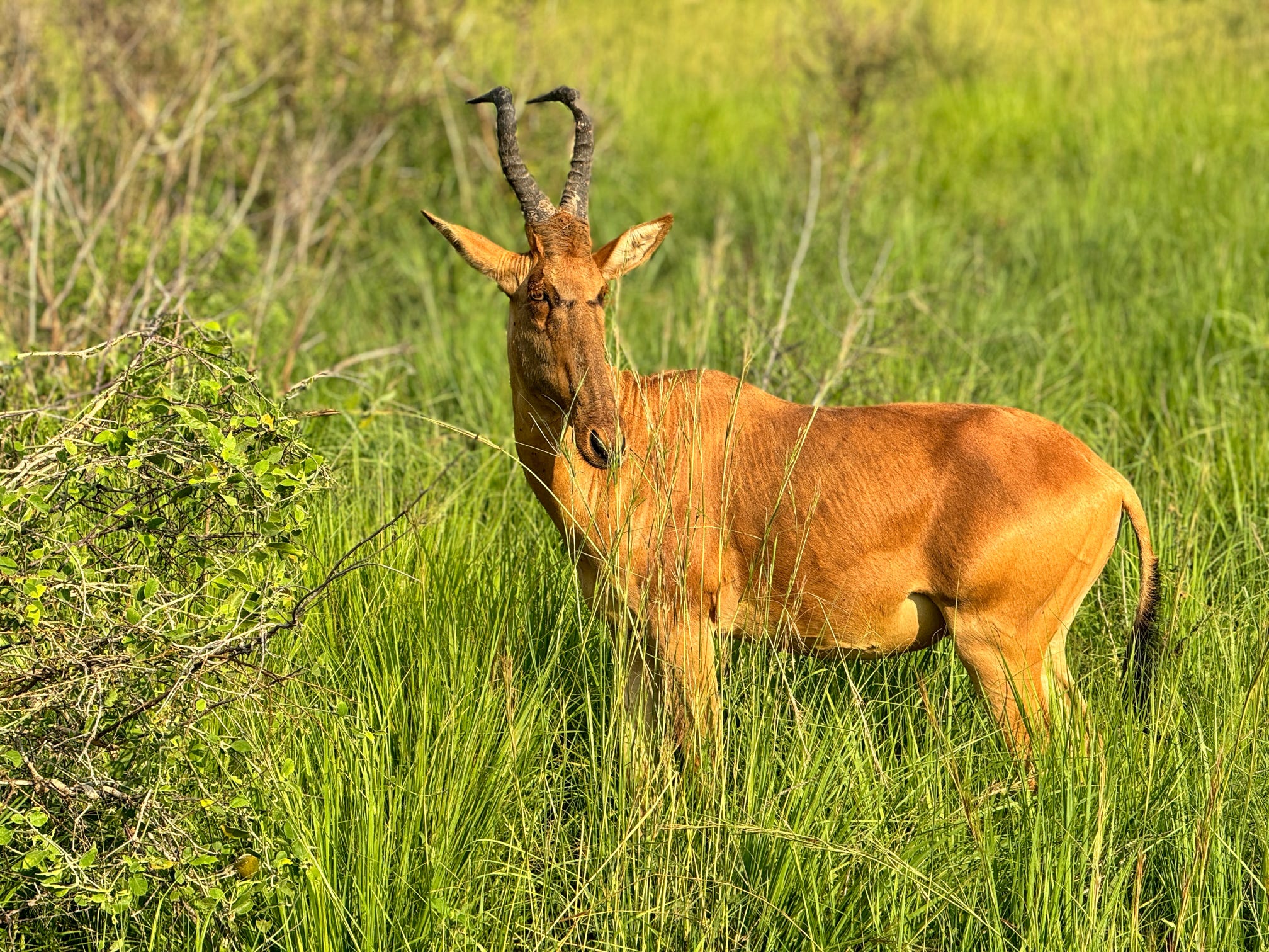 WildMed Safaris